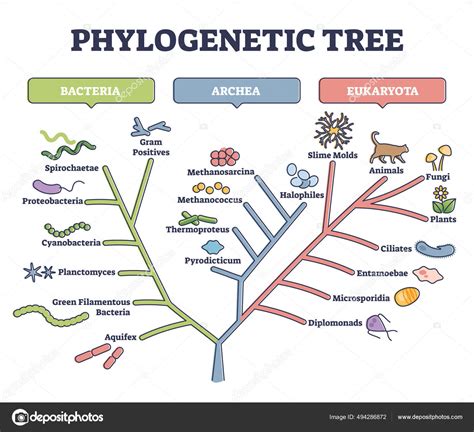 are evelontionary trees similar to fammily trees